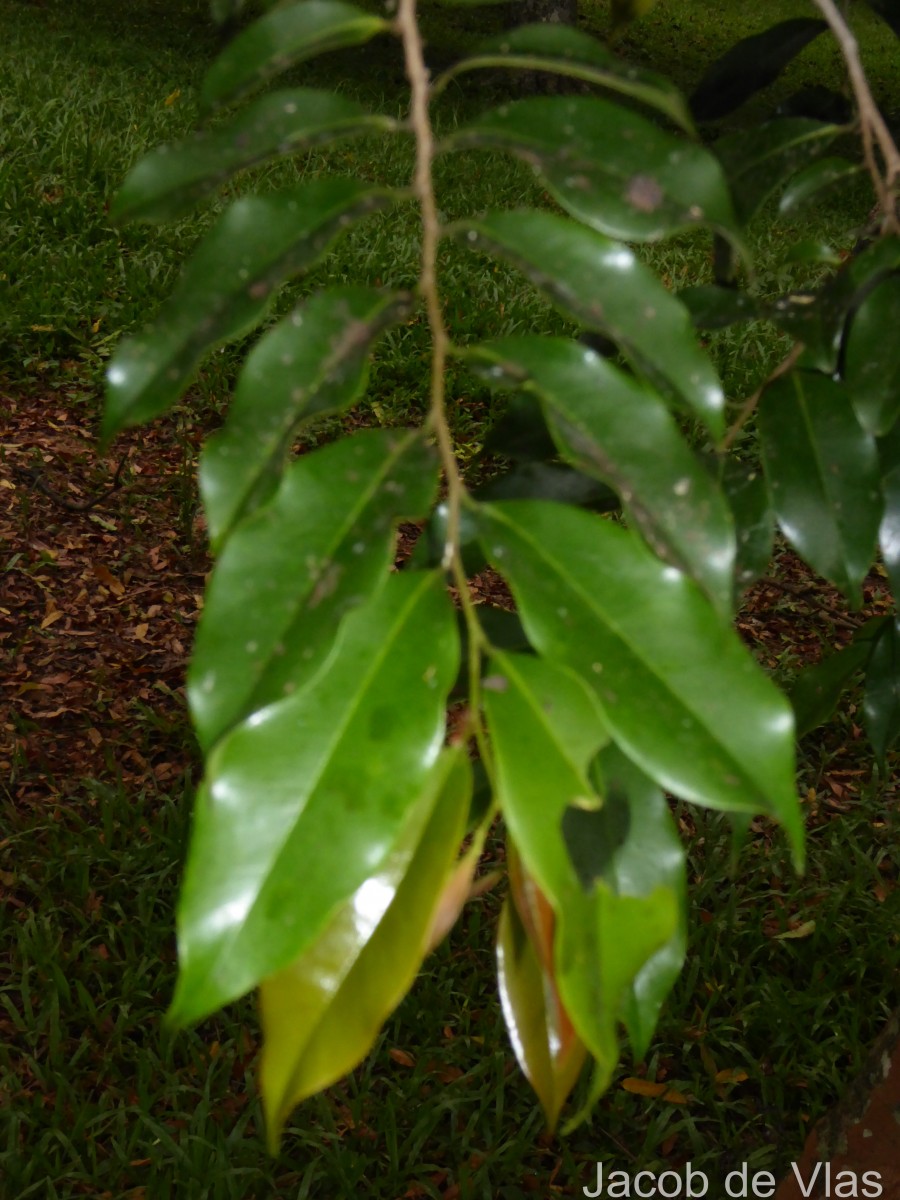 Xylopia nigricans Hook.f. & Thomson